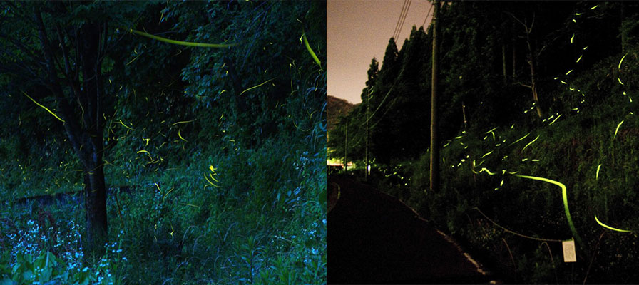 三朝温泉のホタル