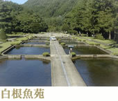 白根魚苑