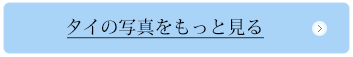 タイの写真をもっと見る