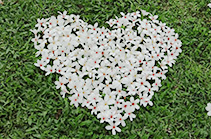 2019客家桐の花祭り