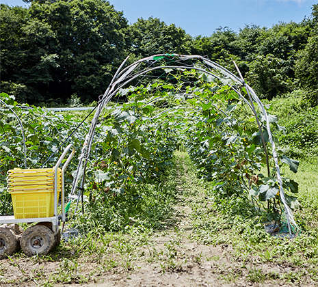 きゅうり畑