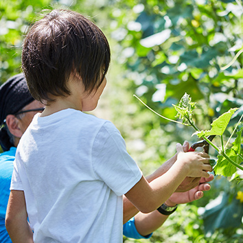 きゅうりを剪定する姿