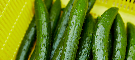 収穫したきゅうり