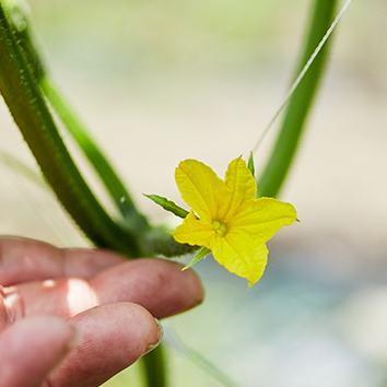 きゅうりの花