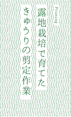 露地栽培で育てたきゅうりの剪定作業
