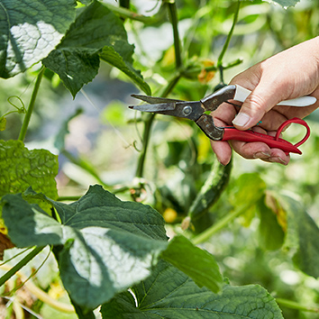 きゅうりの剪定作業