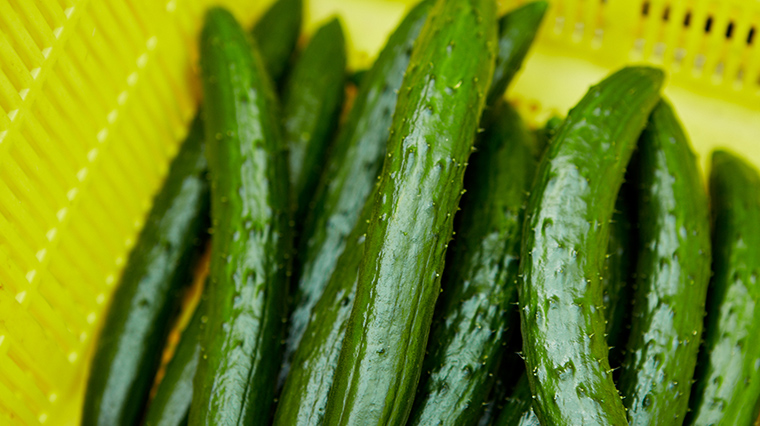 収穫したきゅうり