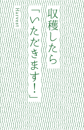 収穫したら「いただきます！」