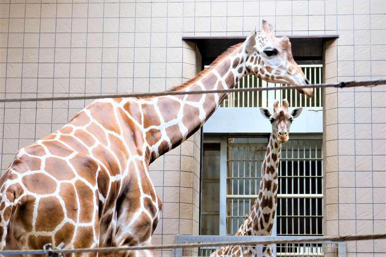 大阪 天王寺動物園