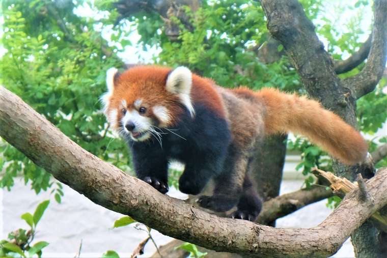 大阪 天王寺動物園