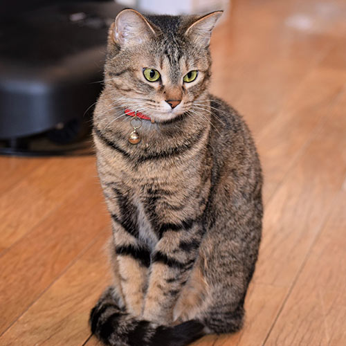 車山高原ゲストハウス　うらら「ららちゃん」