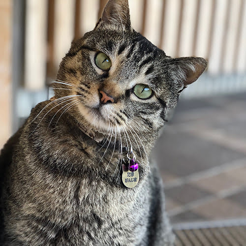 秋保の郷　ばんじ家「たま」