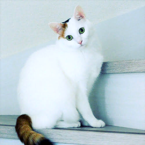 カントリーコテージ和樹あい愛「マロ」