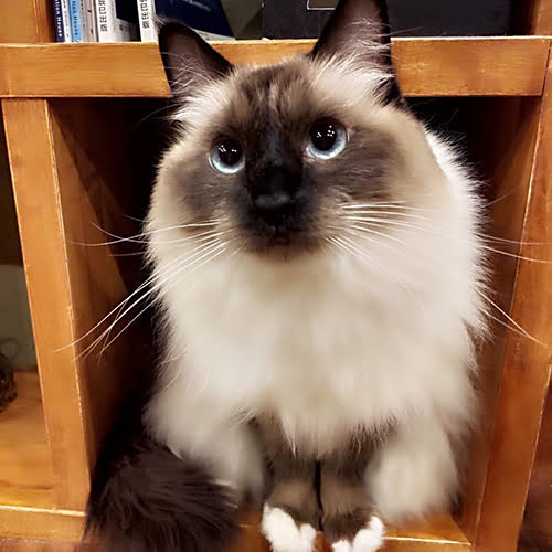 ゆふいん　笑ねこの宿「ゆふ」