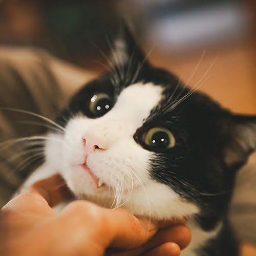 ＡＬＢＥＲＧＯ　ｄｅｌ　ｏｔｔｏ「八角」