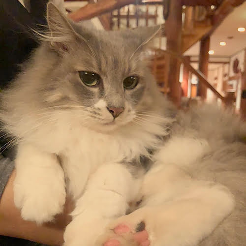 Ｒｅａｌ　Ｃｏｕｎｔｒｙ　ｉｎｎ　Ｓｐｅａｋ　Ｅａｓｙ「ジョアン」