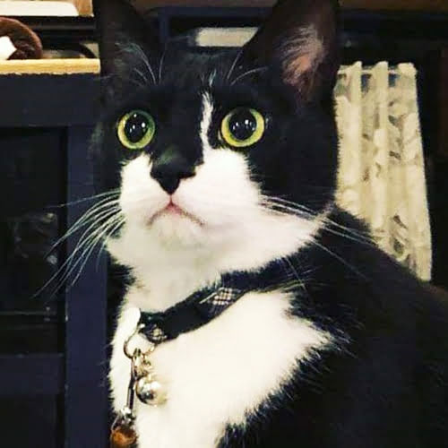 白布温泉　湯滝の宿　西屋「おんでん」