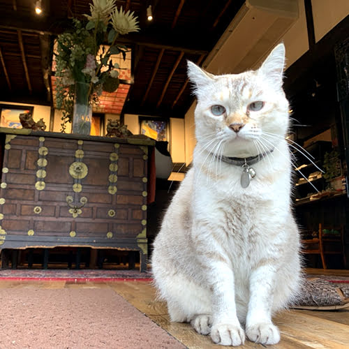 和モダンな温泉旅館　らんぷの宿「タマ」