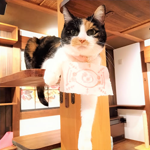 割烹旅館みなみ家　＆　別邸　ねこ処みなみ家「きぃ」