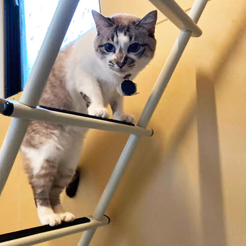 湯平温泉　癒しの宿　鷹勝「こゆき」