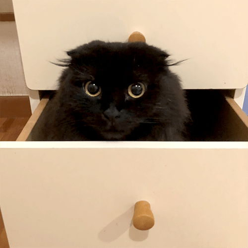 愛犬とどこでも一緒　星空の客室露天風呂の宿　仔犬のワルツ「ルーシー」