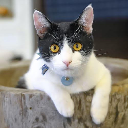 野沢温泉　桐屋旅館 「ハチ」