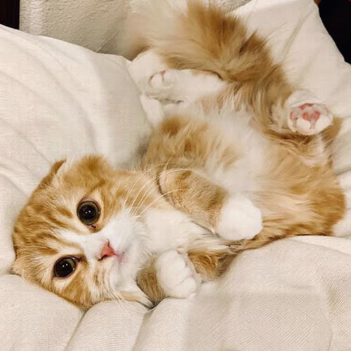 伊豆高原温泉　全室露天風呂付　英国調ホテル　かえで庵「スピカ」