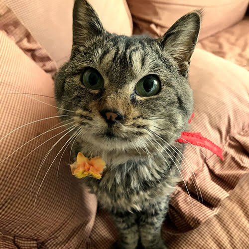 伊東温泉　愛犬と泊まれる宿アップルシード「せら」