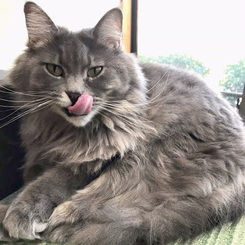 別府温泉　新玉旅館「メロディー」