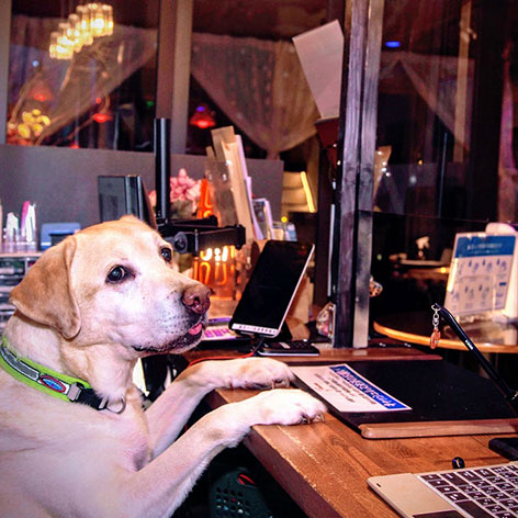 箱根強羅グアムドッグ本店「イパオ」