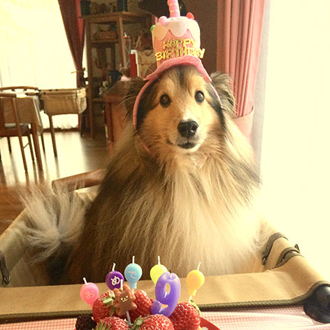 伊東温泉　愛犬と泊まれる宿アップルシード「さくら」