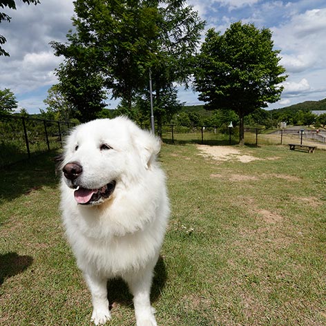 エンゼルフォレスト那須白河「ジーナ」