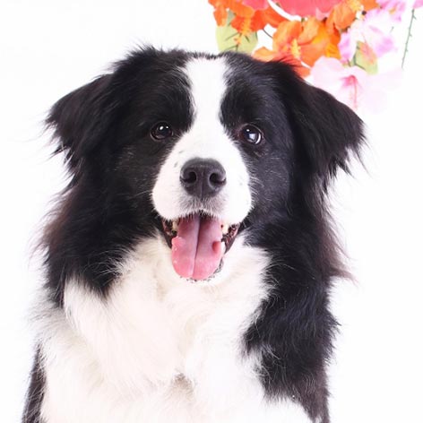 伊豆高原わんわんパラダイスホテル「小春」