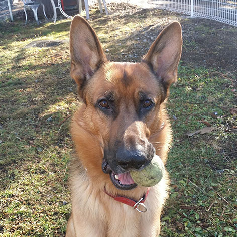 軽井沢　ホテルそよかぜ「春」