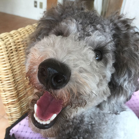 ペットと泊まれる貸切天然温泉の宿　マーフィ「えびね」