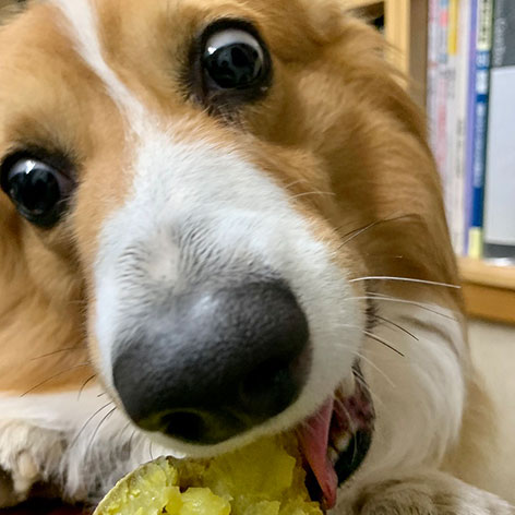 浅間温泉　四季彩々の隠れ宿　富士乃湯「コウ」