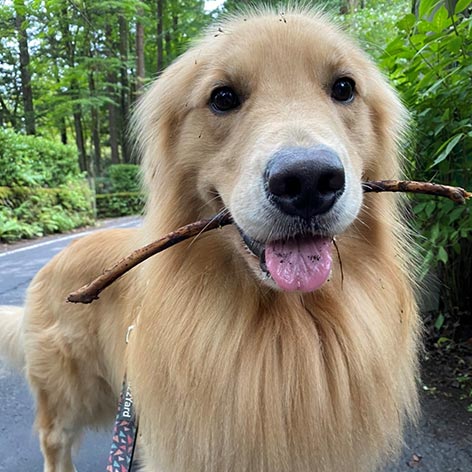 ルシアン旧軽井沢「リアン」