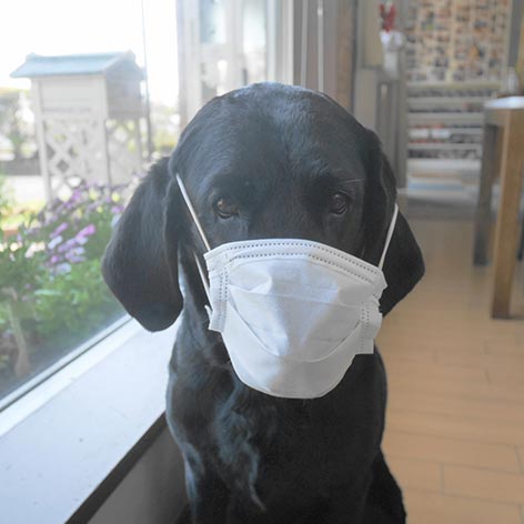 愛犬と泊まる美食と露天風呂の宿「すず」