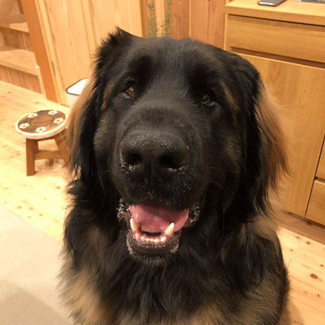 八ヶ岳わんわんパラダイス「レイ」