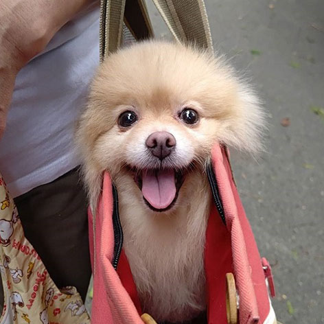 愛犬とどこでも一緒　星空の客室露天風呂の宿「マリー」