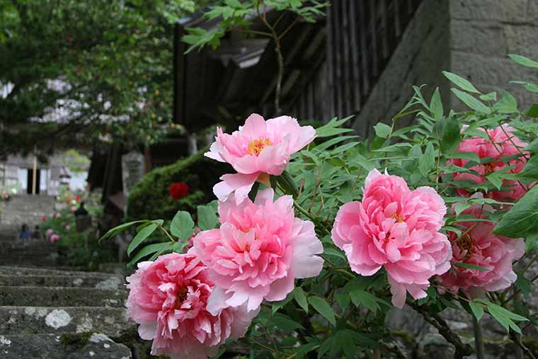 巨大ウサギ観音（長谷寺）