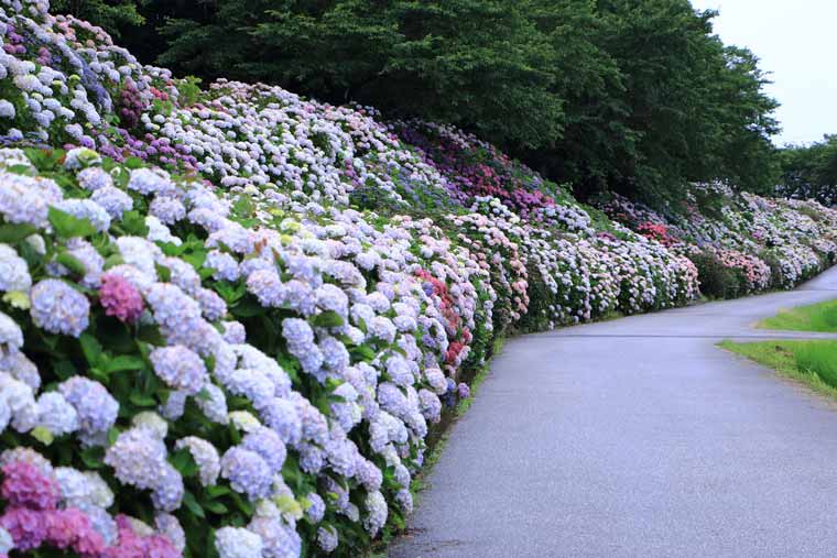 のいちあじさい街道（父養寺・西佐古周辺）