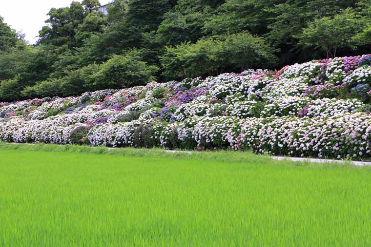のいちあじさい街道（父養寺・西佐古周辺）