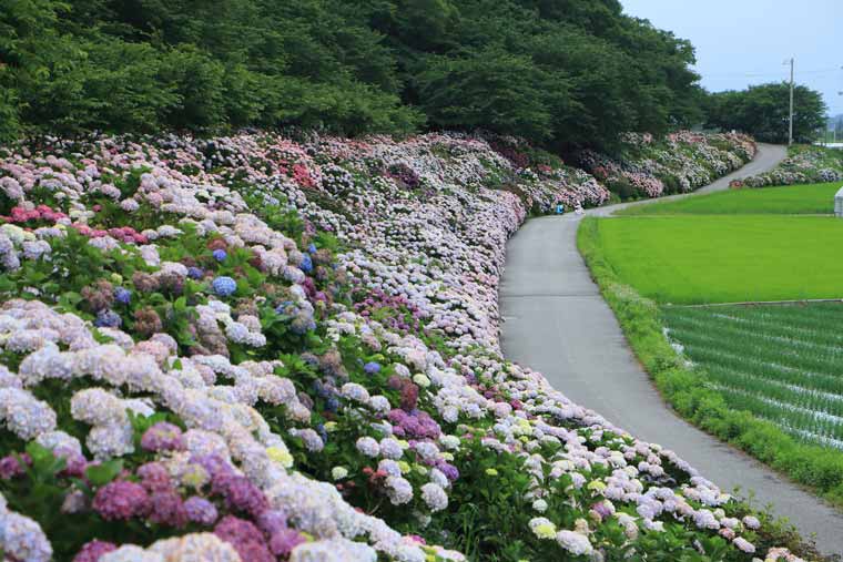 のいちあじさい街道（父養寺・西佐古周辺）