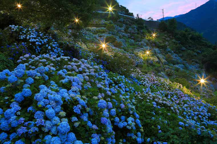 新宮あじさいの里