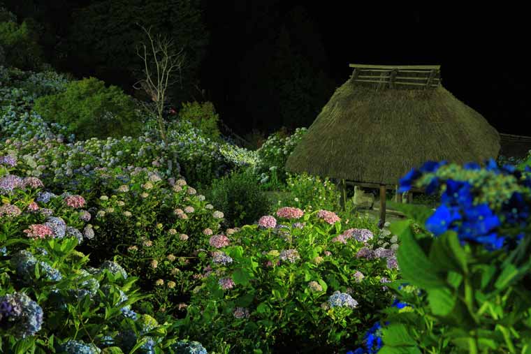 新宮あじさいの里