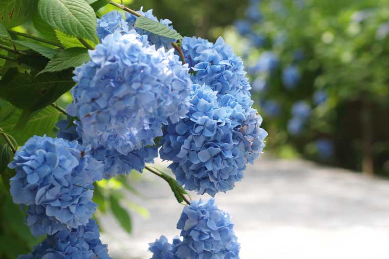 有珠善光寺・有珠善光寺自然公園