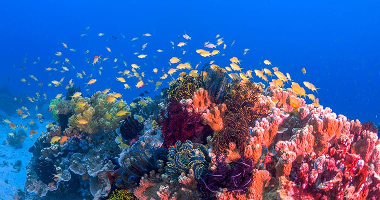 サンゴ礁と熱帯魚