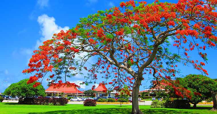 フレームツリー