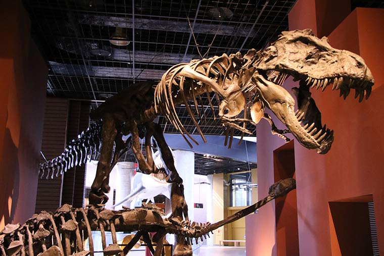 ミュージアムパーク茨城自然博物館